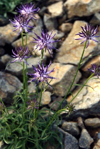 Phyteuma orbiculare photo